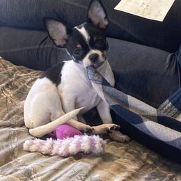 Chihuahua Puppies from Cloud9 Chihuahuas