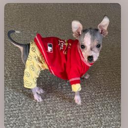 Chihuahua and Chinese Crested Puppies from Western Kentucky Chihuahua’s and Chinese Crested’s