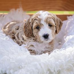 Boy 2 - Apricot male Goldendoodle puppy in Jacksonville, Oregon from SS Goldendoodles