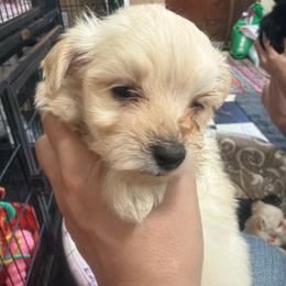 Leia - White and tan female Morkie puppy in Winston Salem, North Carolina from Patty’s Paws