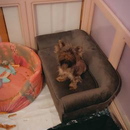 Butter cup - Yorkshire Terrier