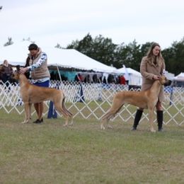 Bedlington Terrier and Great Dane All Grown Up from Cloud9 Bedlingtons and Argos Danes