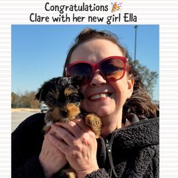 Biewer Terrier and Yorkshire Terrier Puppies from Southeast Biewers