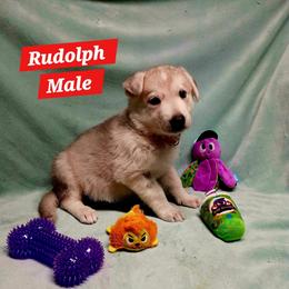 Rudolph (Red) - Sable male German Shepherd puppy in Bedias, Texas from TiPi S Ranch's German Shepherds