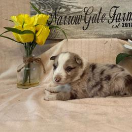 Loki - White and red merle male Border Collie puppy in Moody, Texas from Narrow Gate Farm