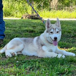 Cinnamon - Red and white male Siberian Husky puppy in Carnesville, Georgia from Southern Magnolia Siberians