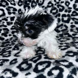 Girl 3 - Parti female Yorkshire Terrier puppy in Richland County, South Carolina from Nesha's Pawrific Tails