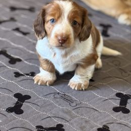 Betty - Piebald female Dachshund puppy in Ramona, Oklahoma from Schmitt Dachshunds