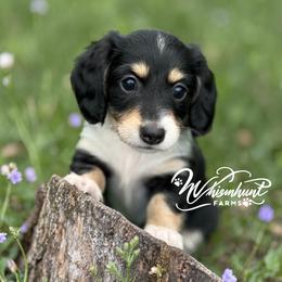 Black 1 -2150 - Black and cream female Dachshund puppy in Nashville, Arkansas from Whisenhunt Farms