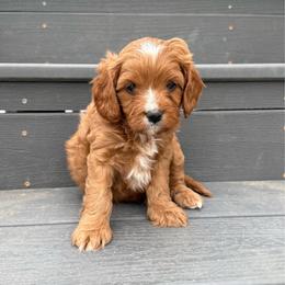 Colt - Apricot male Cavapoo puppy in Pasco, Washington from Columbia Basin Puppies