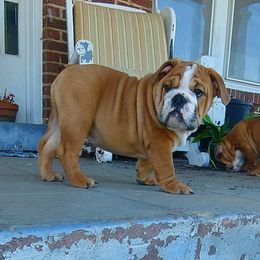 Bulldog Puppies from Flobama English Bulldogs