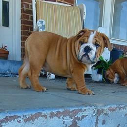 Bulldog Puppies from Flobama English Bulldogs