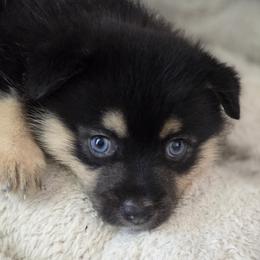 Pomeranian and Pomsky Puppies from Amazing High Desert Pomskys
