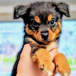 Hector - Blue merle male Miniature Australian Shepherd puppy in Punta Gorda, Florida from Christie's Creekside Aussies