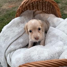 Elsa - Cream female Dachshund puppy in Pontotoc, Mississippi from Toddy Kennels