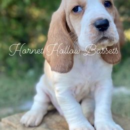 Basset Hounds from Hornet Hollow Bassets