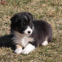 Rayla - Black female Border Collie puppy in Tiskilwa, Illinois from First Harmony Farms