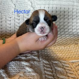 Hector - Red male Pembroke Welsh Corgi puppy in Creston, Iowa from GSF Pembroke Welsh Corgis