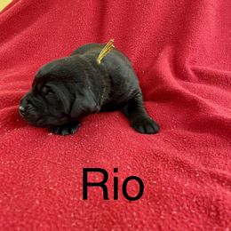 Rio - Black male Labrador Retriever puppy in Mineral, Virginia from Canine Assist