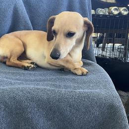Dash - Dachshund