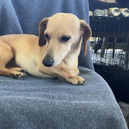 Dash - Dachshund