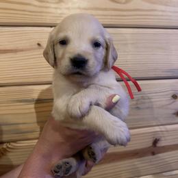 June - Light golden female Golden Retriever puppy in Hendersonville, North Carolina from Apple Country Retrievers