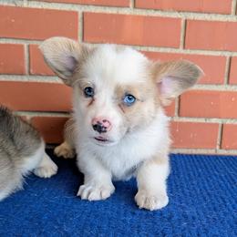 Kirk - Fawn merle male American Corgi puppy in Shawnee, Oklahoma from Sunray Ranch