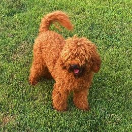 Khalessi - Goldendoodle