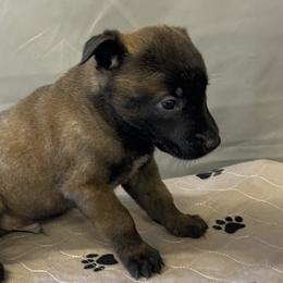 Boy 3 - Fawn sable Belgian Malinois puppy in Franklin County, Missouri from Tomy K9 Support Services