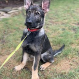German Shepherd Puppies from Paws Of Germany