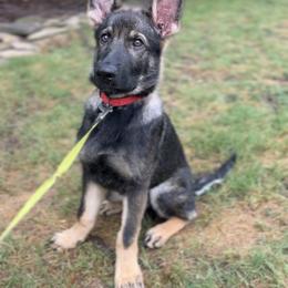 German Shepherd Puppies from Paws Of Germany