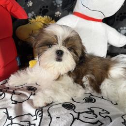 Puppy Boy A - Gold and white male Shih Tzu puppy in Strafford, Missouri from Intuition Shih Tzu