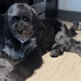 Dachshunds and Goldendoodles from House of Devereaux