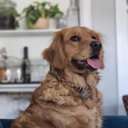 Rosie - Golden Retriever