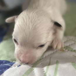 Vhhl boy - White and black male Chinese Crested puppy in Rockvale, Tennessee from Cosmic Chinese Cresteds & Wind-Echo Poodles