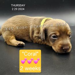 Dachshund Puppies from Wayward Home Dachshunds