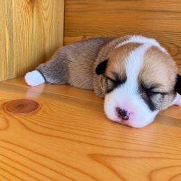 Brownie - Sable male Pembroke Welsh Corgi puppy in Saratoga, Wyoming from Maria's Pembroke Welsh Corgis