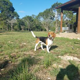 Beagle All Grown Up from Milissa's Beagles