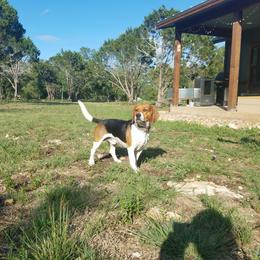 Beagle All Grown Up from Milissa's Beagles