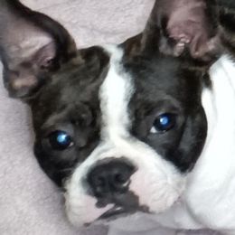 Boston Terriers from Blhazing Hills