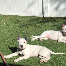 Dogo Argentino and Greyhound Puppies from Wayward Dogos and Hounds