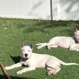 Dogo Argentino and Greyhound Puppies from Wayward Dogos and Hounds