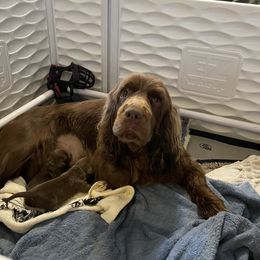 Joise - Sussex Spaniel