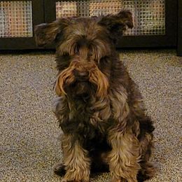 Libby - Miniature Schnauzer