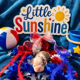 Lil Blue Boy Clown Face - Blue male Boston Terrier puppy in San Antonio, Texas from JT Bostons
