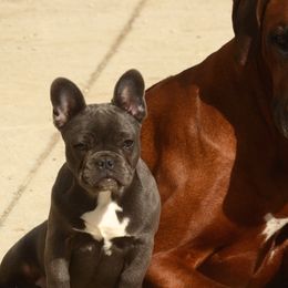 Rhodesian Ridgebacks from Ukukhanya Ridgebacks