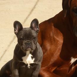 Rhodesian Ridgebacks from Ukukhanya Ridgebacks