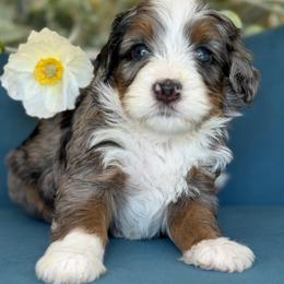 Daisy Duck - Tri-color female Bernedoodle puppy in Yuciapa, California from AlltheDoodlez_