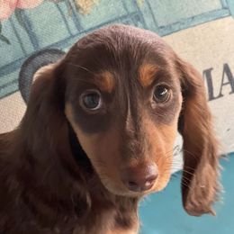 Dachshunds from Sissy’s Miniature Dachshunds