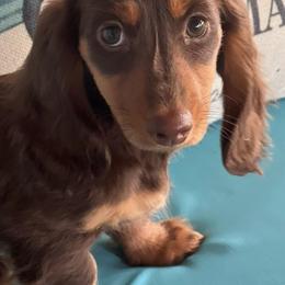 Dachshunds from Sissy’s Miniature Dachshunds